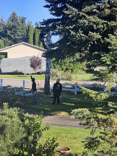 The Tree Clique crew working on a residential tree in North Idaho